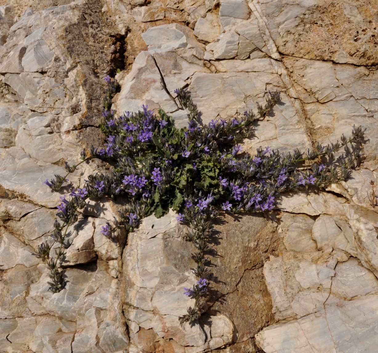 Изображение особи Campanula celsii.