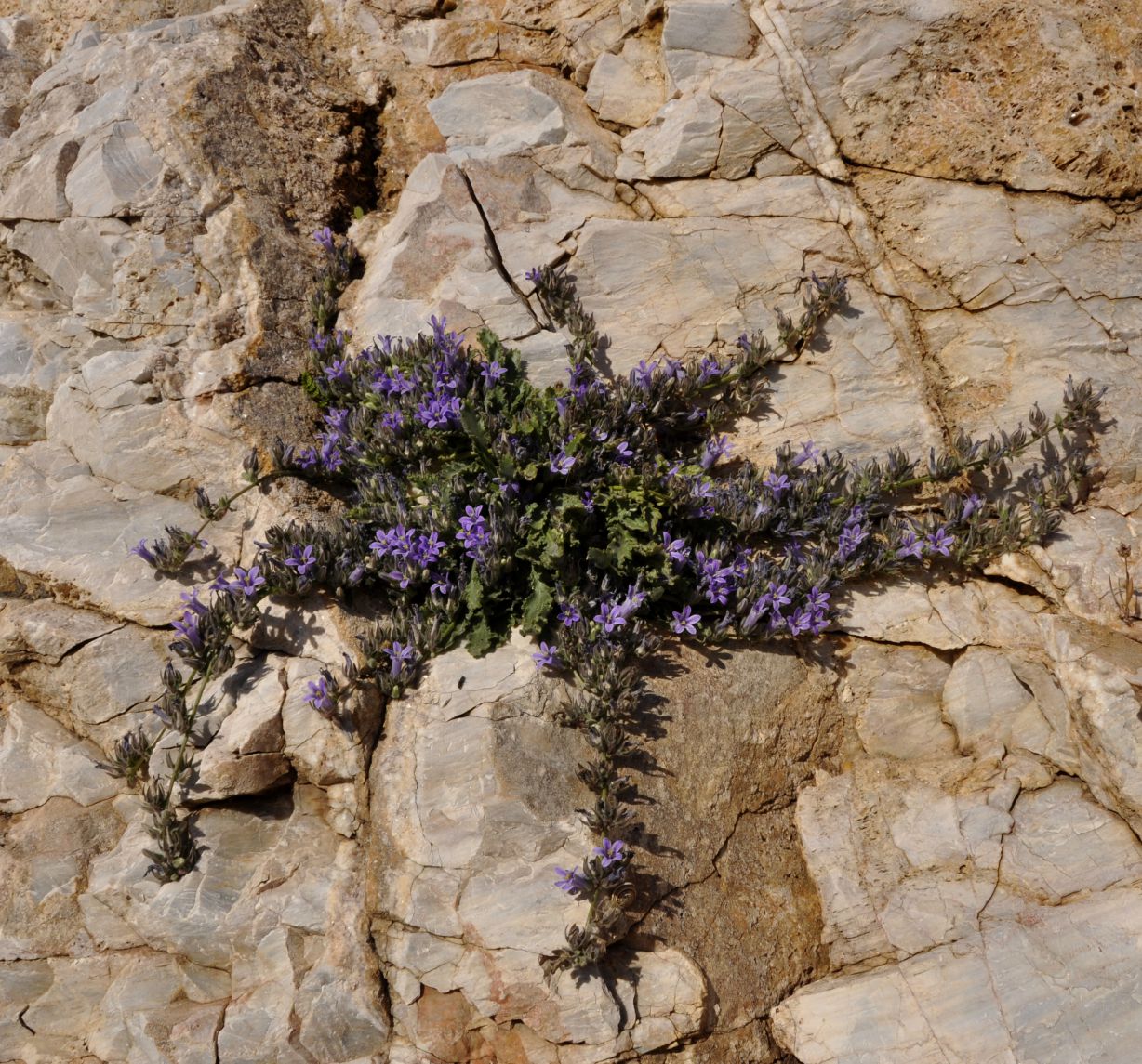 Изображение особи Campanula celsii.