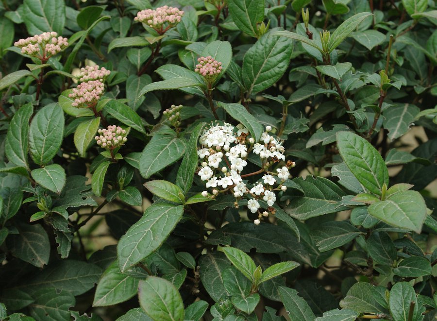 Изображение особи Viburnum tinus.