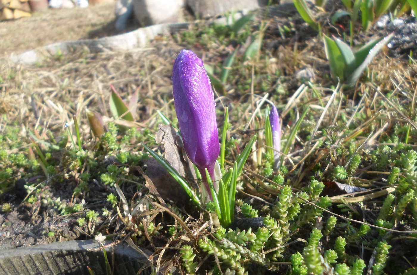 Image of Crocus vernus specimen.