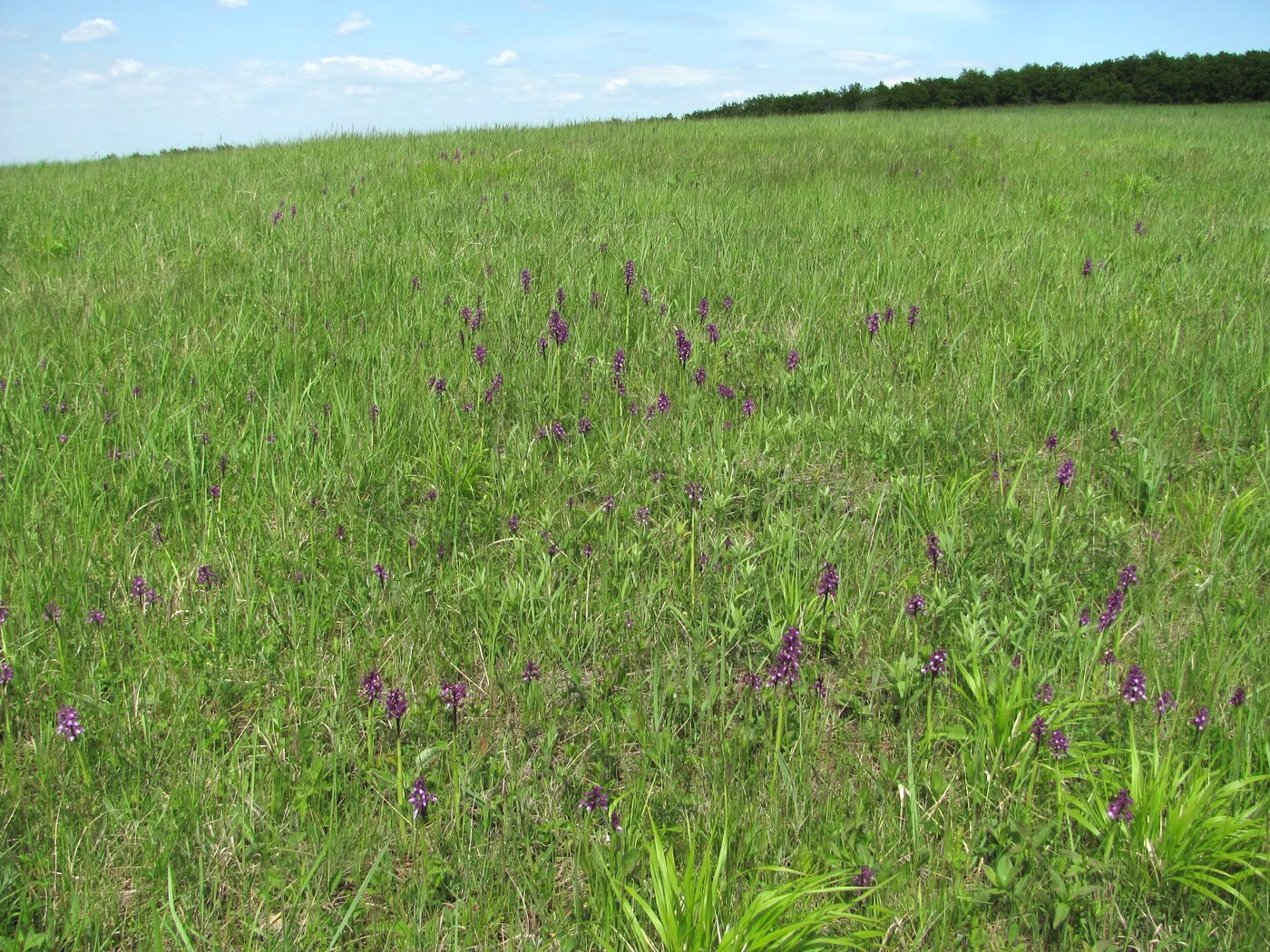 Изображение особи Anacamptis morio ssp. caucasica.