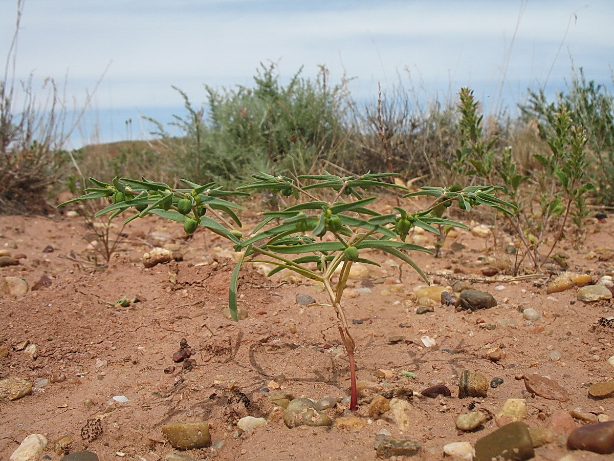 Image of Euphorbia sororia specimen.