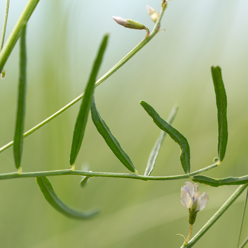 Изображение особи Astragalus austriacus.