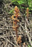 Orobanche laxissima