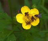 Ranunculus repens