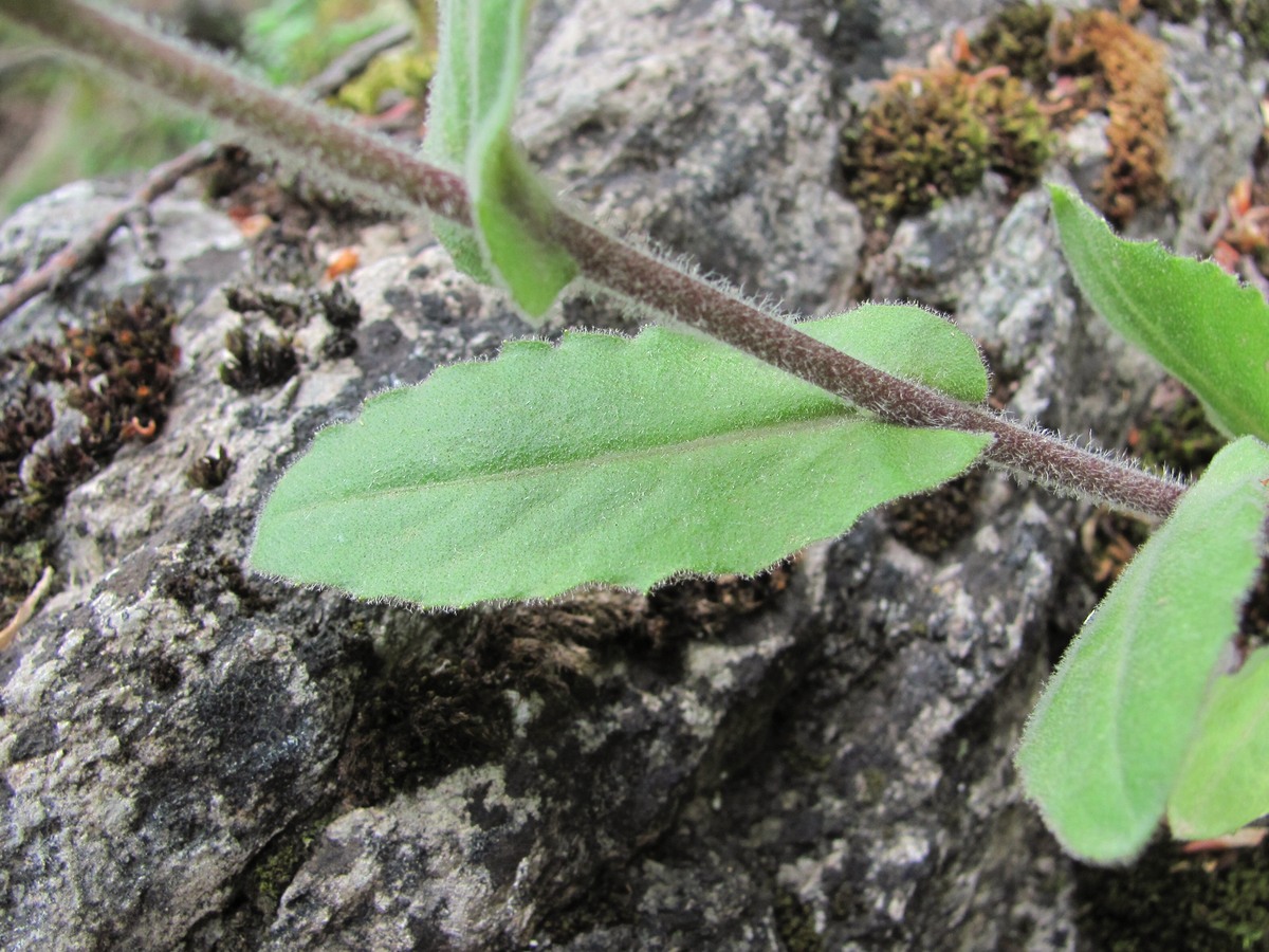 Image of Arabis turrita specimen.