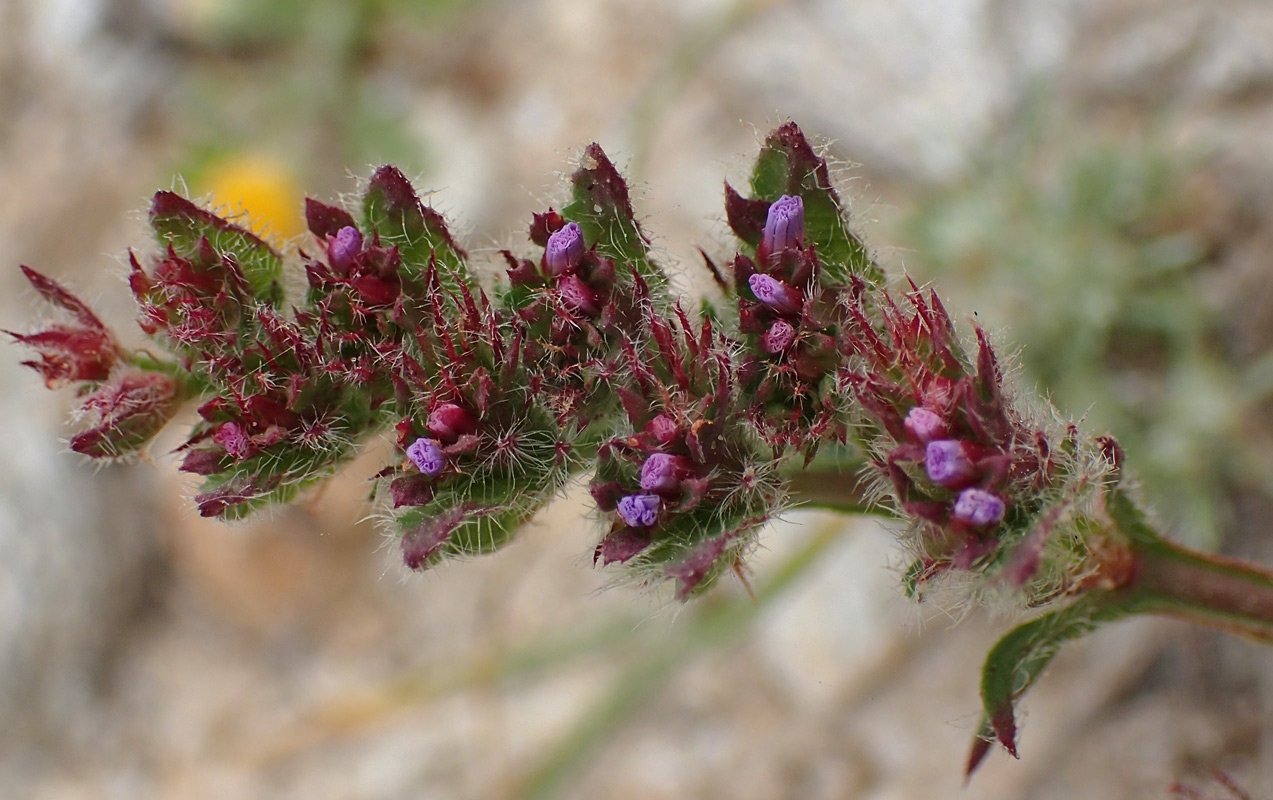 Изображение особи Limonium sinuatum.