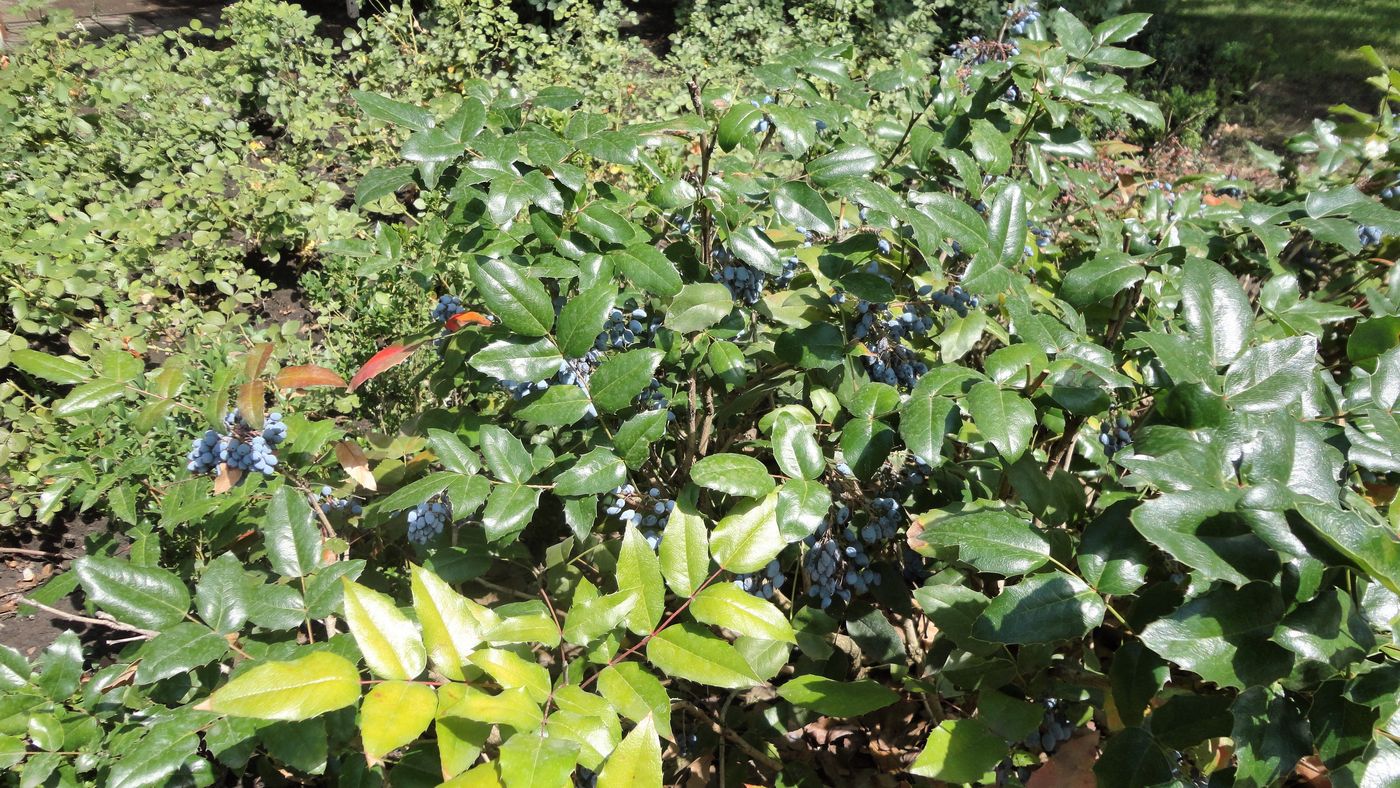 Image of Mahonia aquifolium specimen.