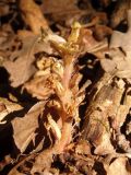 Orobanche hederae. Цветущее растение. Крым, Белогорский р-н, возле Топловского монастыря, лиственный лес, рядом с дорогой к источникам. 11.08.2018.