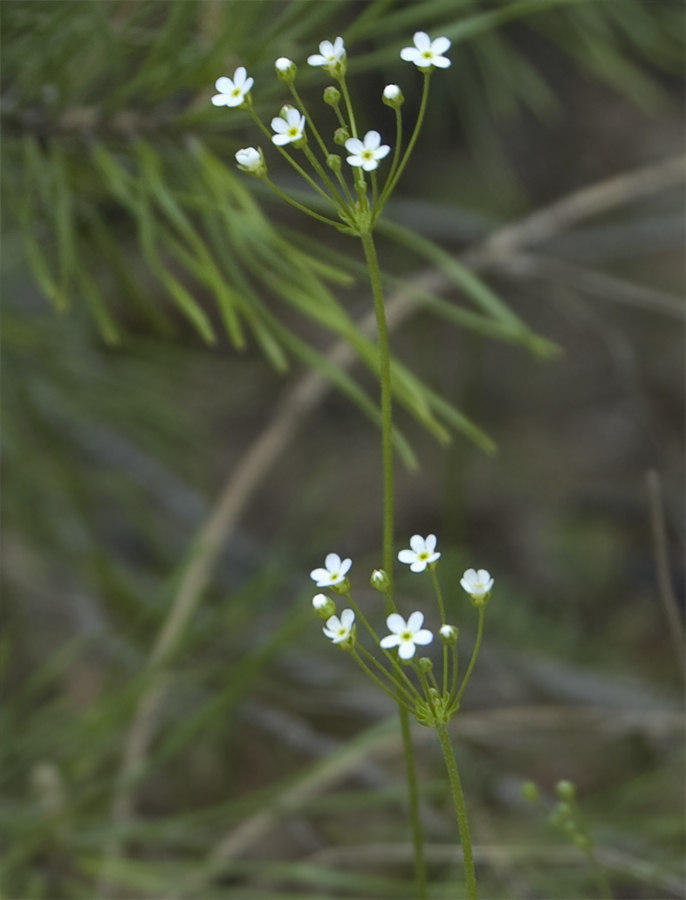 Image of Androsace septentrionalis specimen.