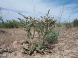 Goniolimon callicomum. Цветущее растение в соседстве с Gypsophila aulieatensis. Южный Казахстан, вост. предгорья хр. Сырдарьинский Каратау, Закаратауская равнина (возвышенность), котловина оз. Сорколь, прибрежный солончак. 16 мая 2018 г.