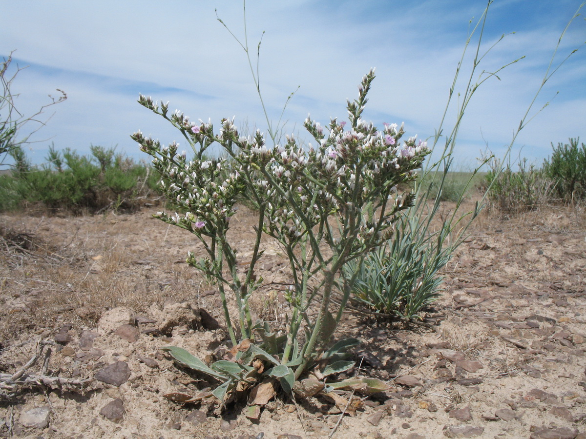 Image of Goniolimon callicomum specimen.