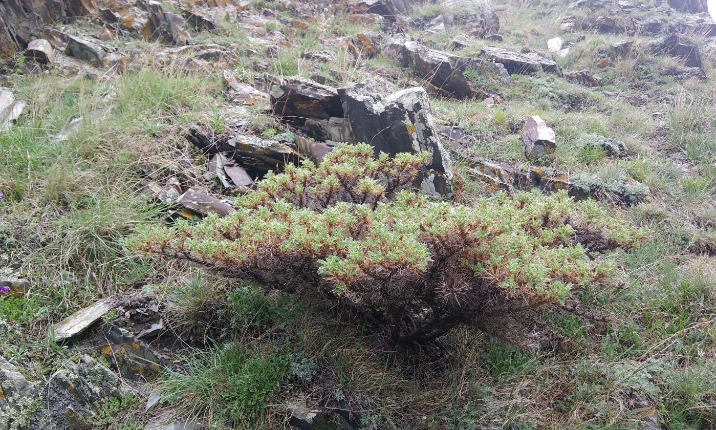 Изображение особи Astragalus denudatus.