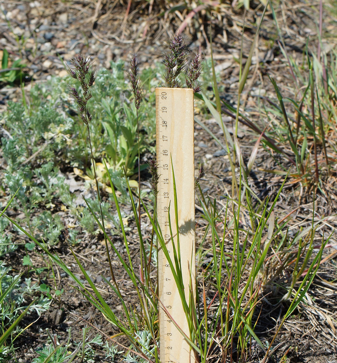 Изображение особи Poa bulbosa ssp. vivipara.