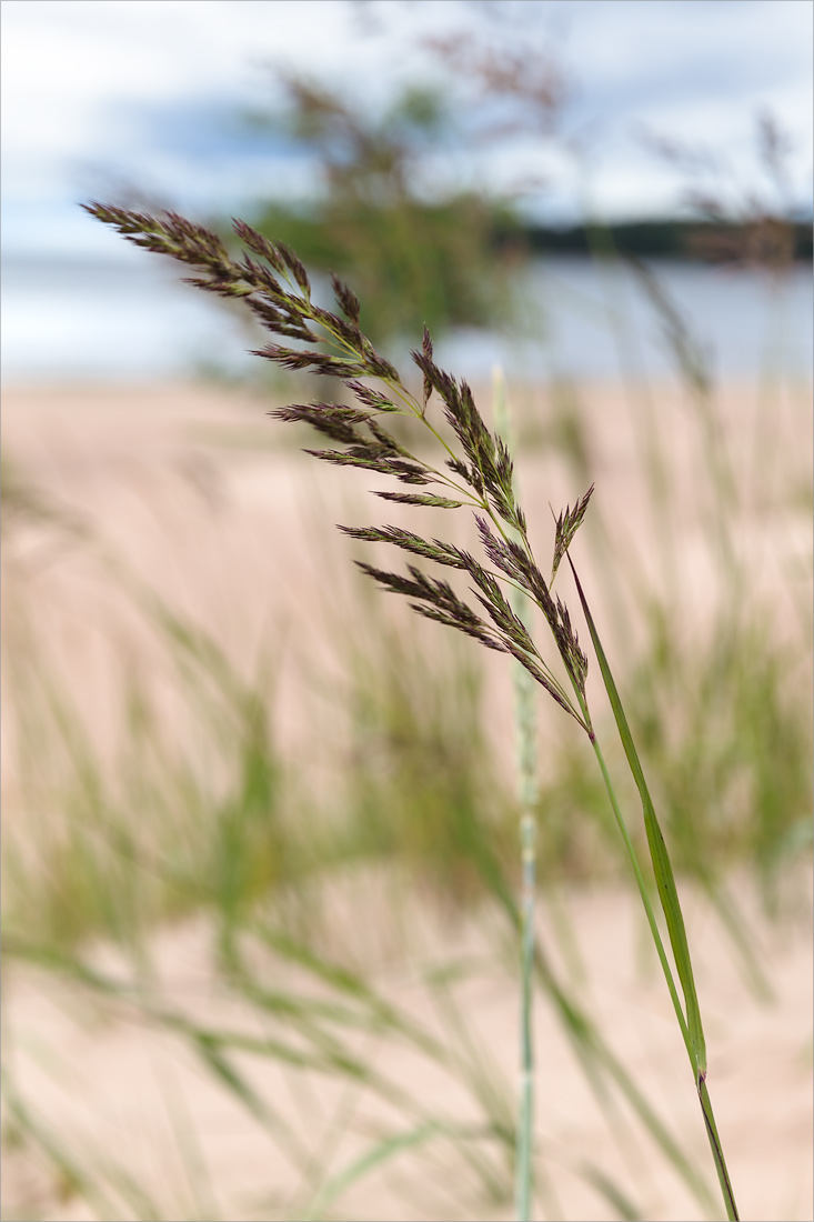 Image of Calamagrostis meinshausenii specimen.