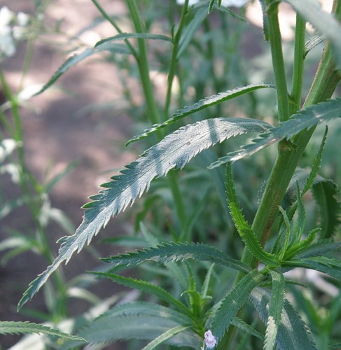 Image of Achillea ptarmica var. multiplex specimen.