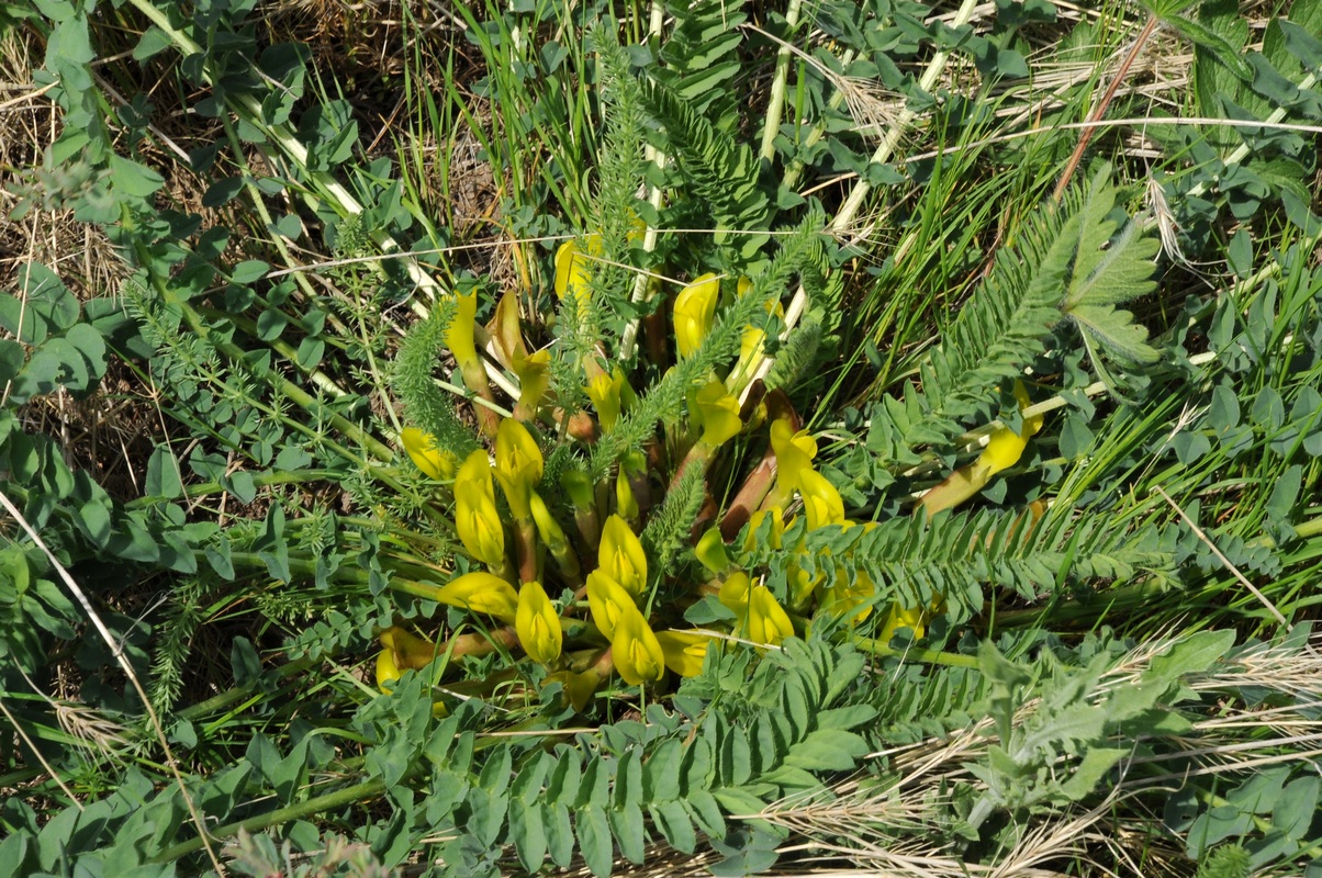 Изображение особи Astragalus macronyx.