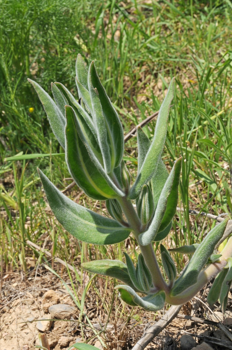 Изображение особи Trichodesma incanum.