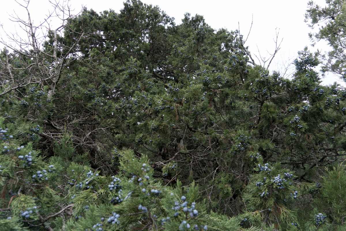 Изображение особи Juniperus foetidissima.