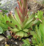 Sempervivum caucasicum. Основание цветущего растения. Кабардино-Балкария, Эльбрусский р-н, долина р. Ирикчат, ок. 2800 м н.у.м., каменистый склон. 06.08.2018.