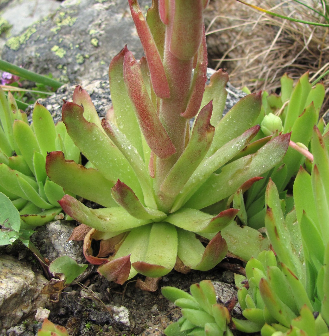 Изображение особи Sempervivum caucasicum.