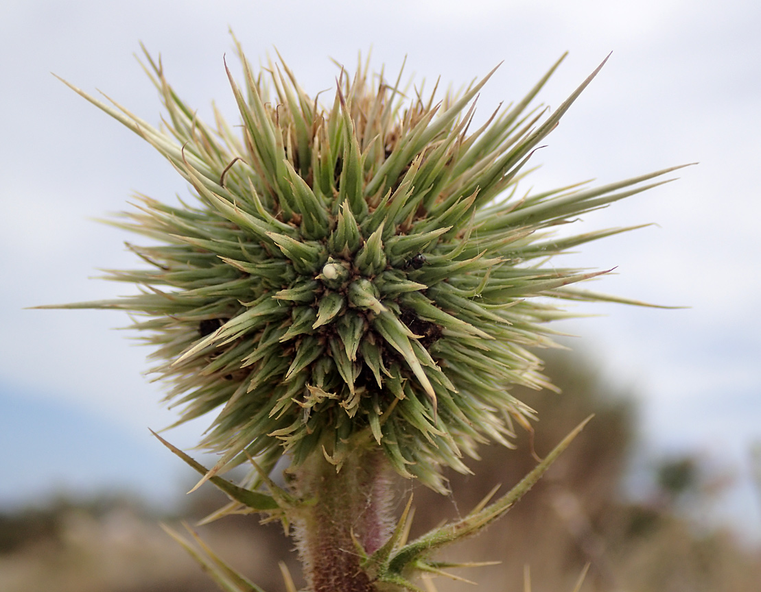 Изображение особи Echinops spinosissimus.