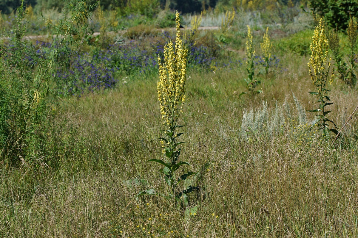 Изображение особи Verbascum lychnitis.