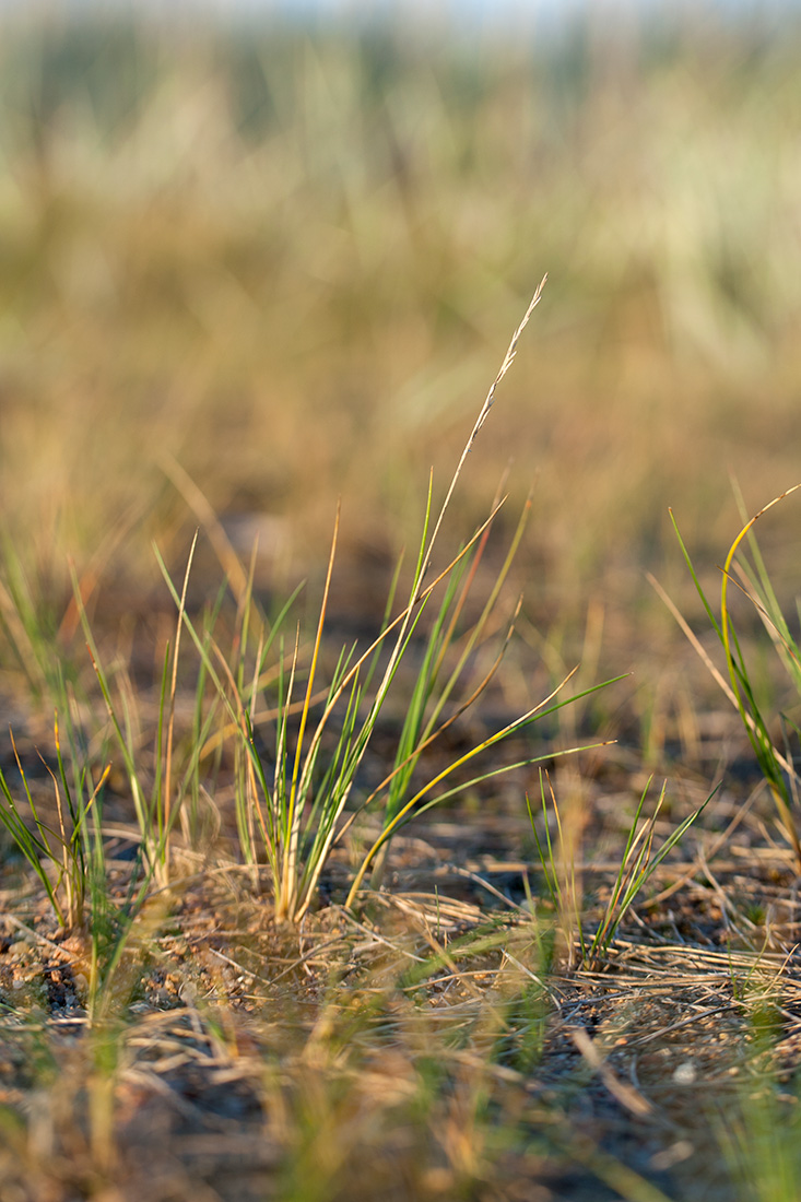 Image of Festuca ovina specimen.