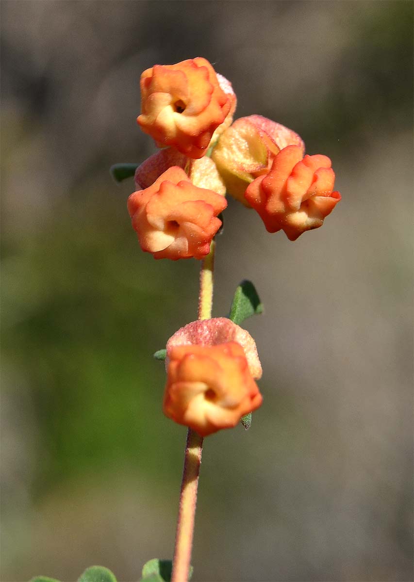Image of Hermannia ternifolia specimen.