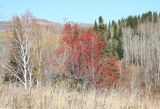 Sorbus sibirica. Плодоносящее растение. Казахстан, Восточно-Казахстанская обл., Глубоковский р-н, окр. с. Бобровка, склон сопки. 14.10.2011.