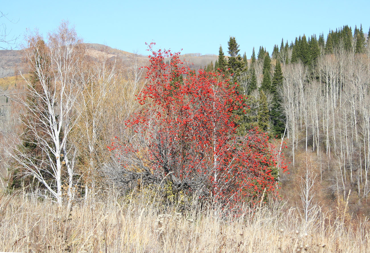 Image of Sorbus sibirica specimen.