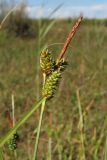 Carex extensa. Верхушка плодоносящего побега. Нидерланды, Северное море, о-в Схирмонниког, засоленный приморский луг. 17 июля 2010 г.