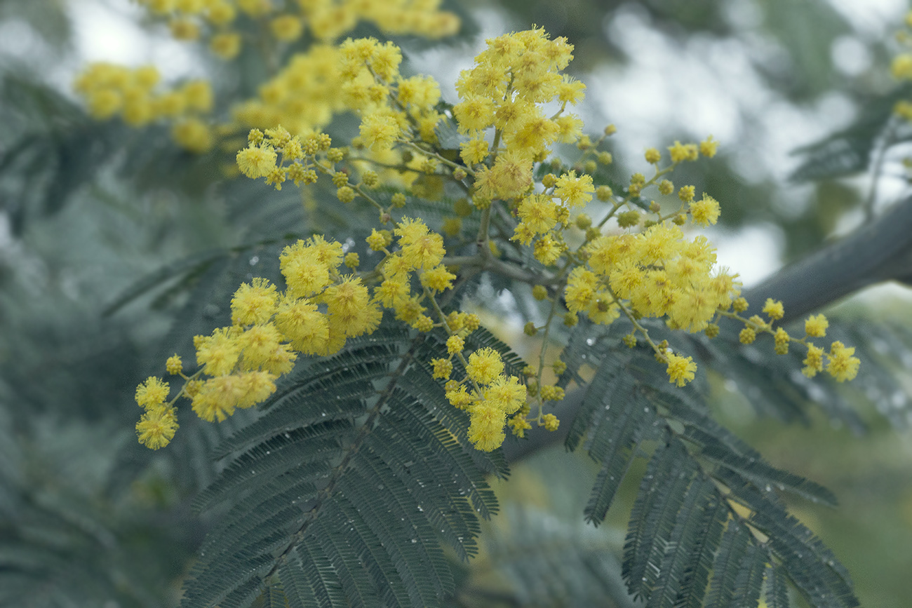 Image of Acacia dealbata specimen.