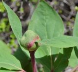 Paeonia mascula