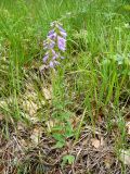 Campanula ruthenica. Цветущее растение. Южный Берег Крыма, Ялта, ущелье Уч-Кош. 04.06.2010.