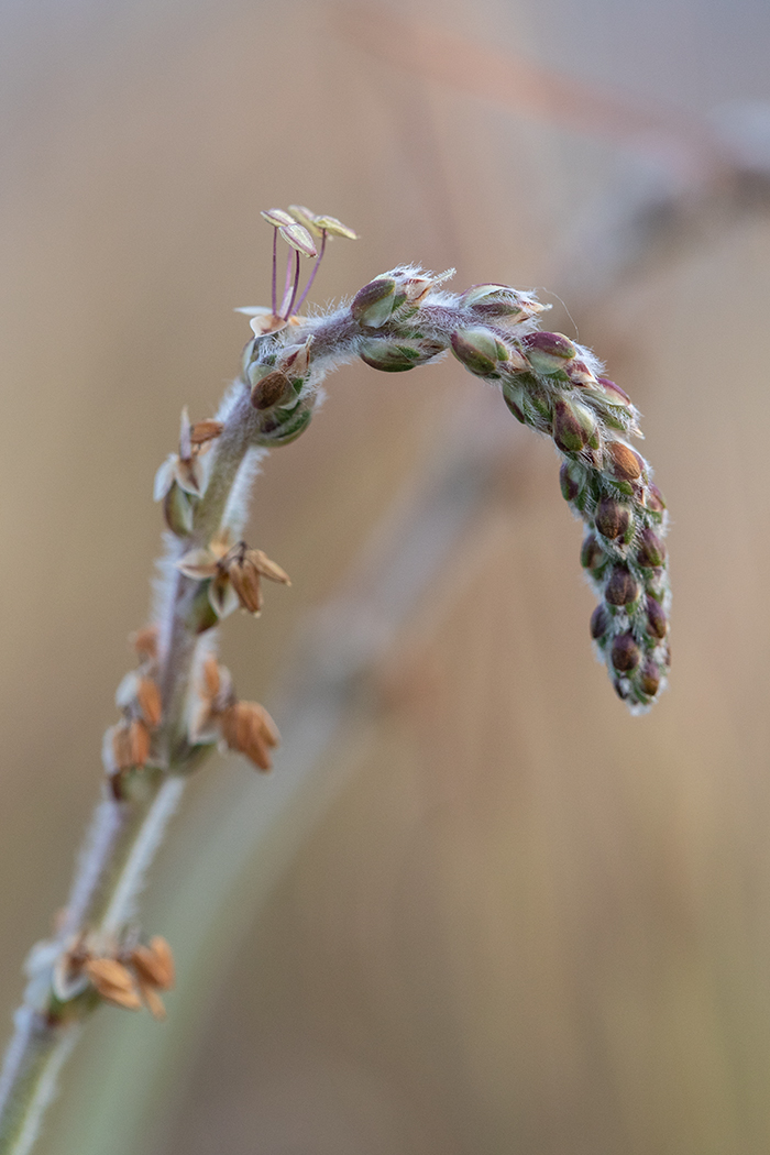 Изображение особи Plantago albicans.