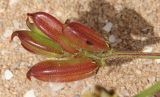 Astragalus boeticus