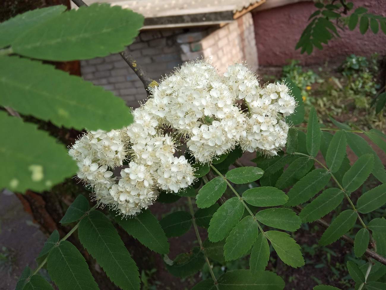 Изображение особи Sorbus aucuparia.