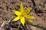 Tulipa scythica