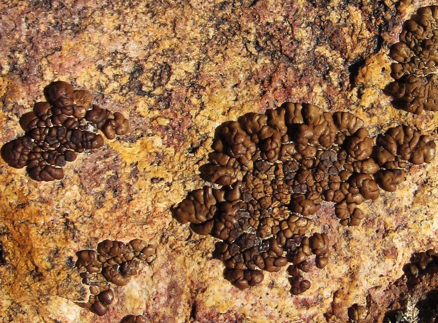 Image of Acarospora rugulosa specimen.