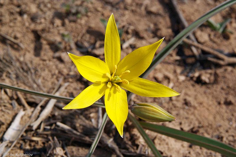 Image of Tulipa scythica specimen.