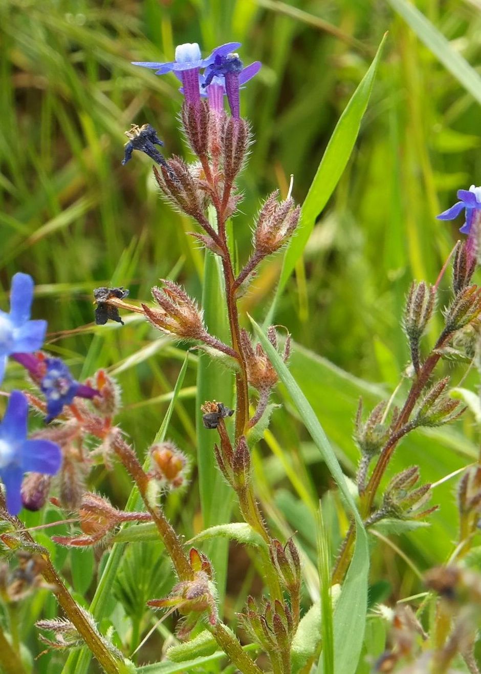 Изображение особи Anchusa stylosa.