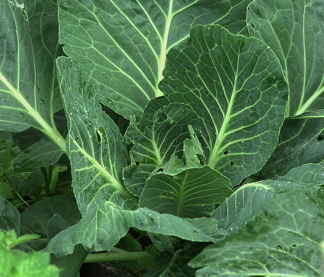 Изображение особи Brassica oleracea var. capitata.