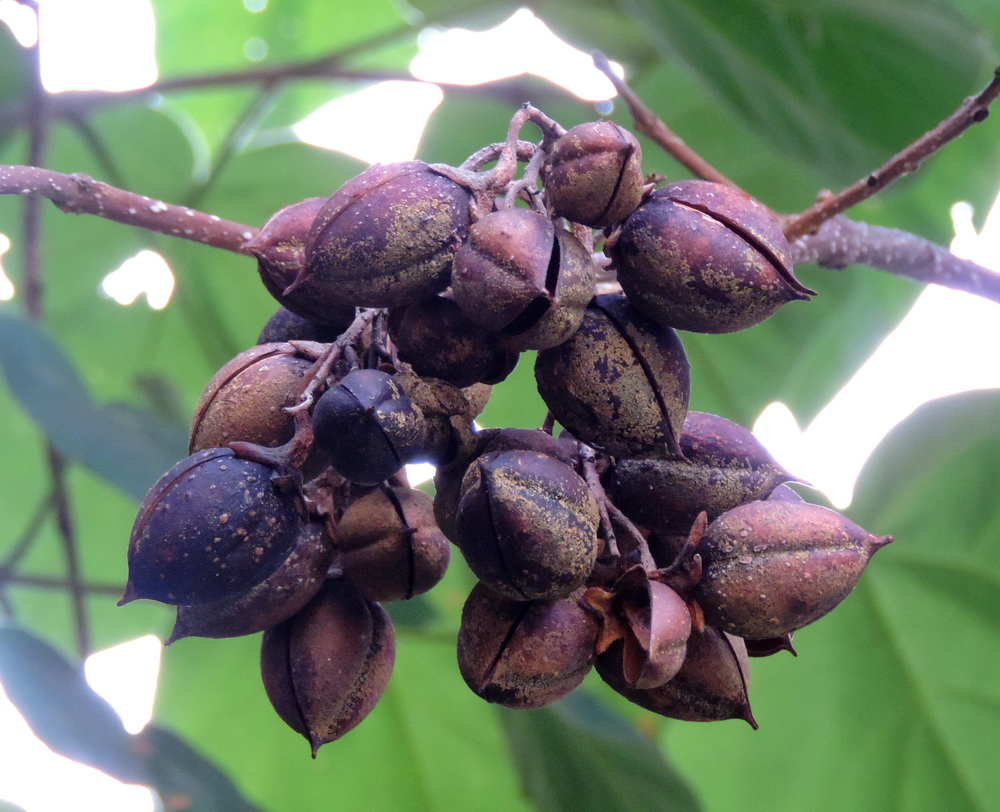 Image of Paulownia tomentosa specimen.