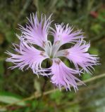 Dianthus hoeltzeri