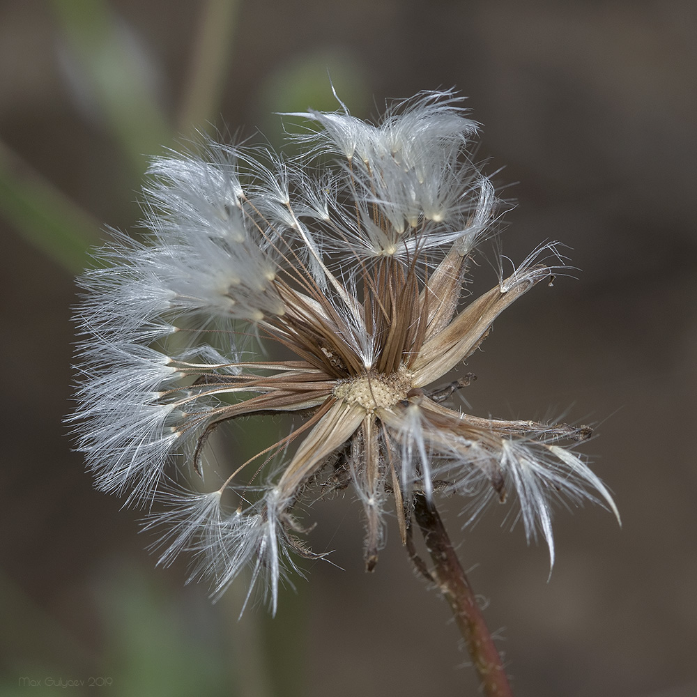 Image of Crepis rhoeadifolia specimen.