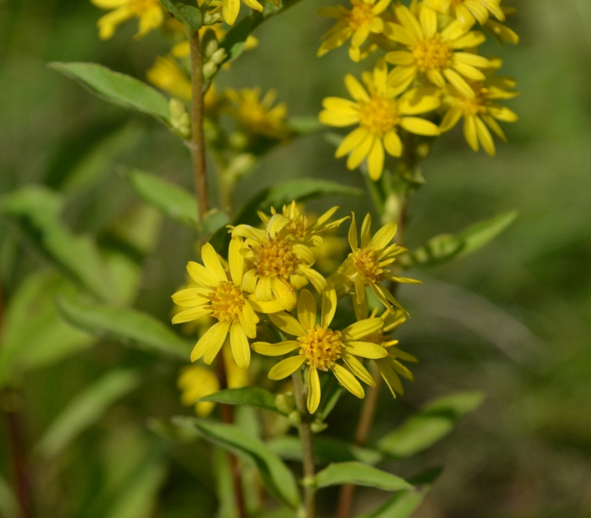 Изображение особи Solidago virgaurea.