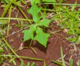 Euphorbia heterophylla. Цветущее и плодоносящее растение. Танзания, автономия Занзибар, о-в Унгуджа, Central South Region, курорт Kiwengwa, территория гостиницы. 25.10.2018.