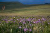 Aster alpinus