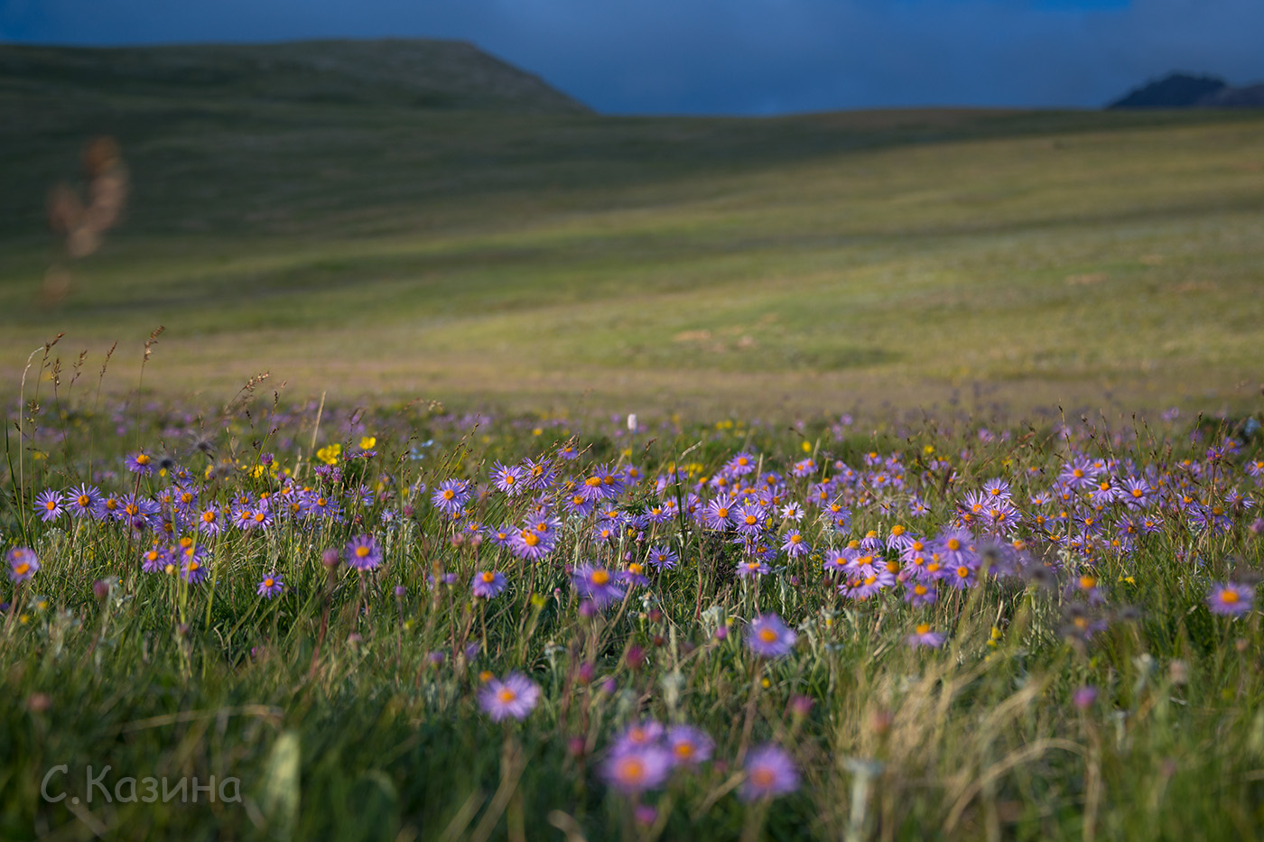 Изображение особи Aster alpinus.